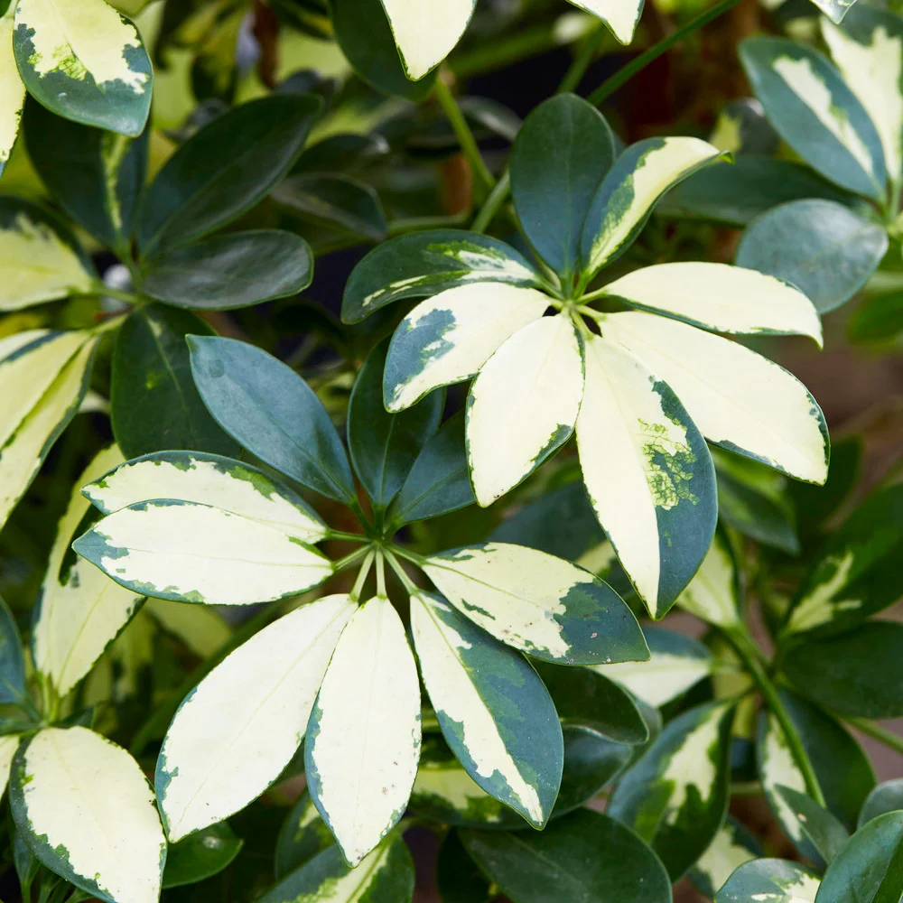 Variegated Dwarf Umbrella Tree 4 Variegated Dwarf Umbrella Tree