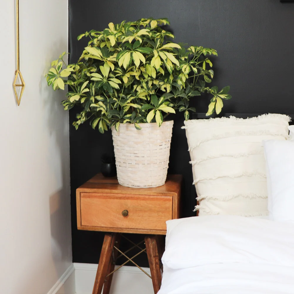 Variegated Dwarf Umbrella Tree 5 Variegated Dwarf Umbrella Tree