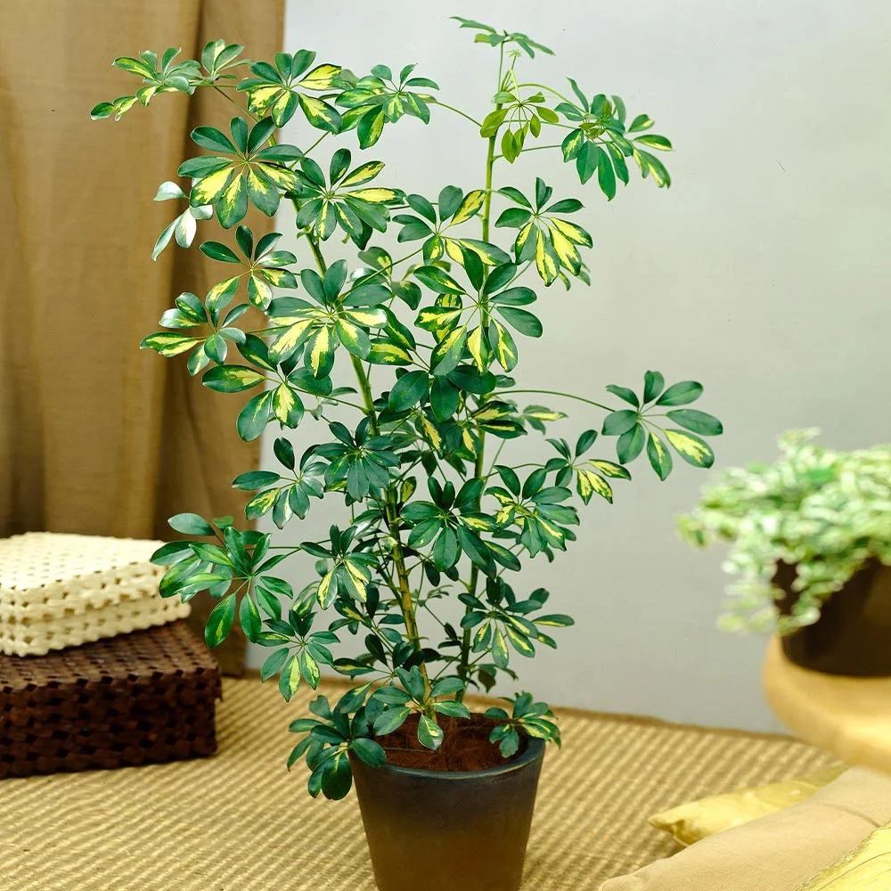 Variegated Dwarf Umbrella Tree 6 Variegated Dwarf Umbrella Tree