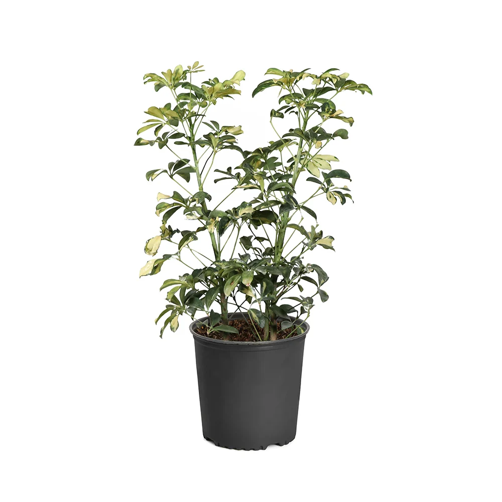 Variegated Dwarf Umbrella Tree 7 Variegated Dwarf Umbrella Tree