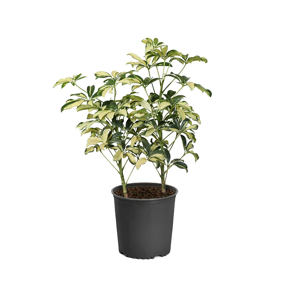 Variegated Dwarf Umbrella Tree 8 Variegated Dwarf Umbrella Tree