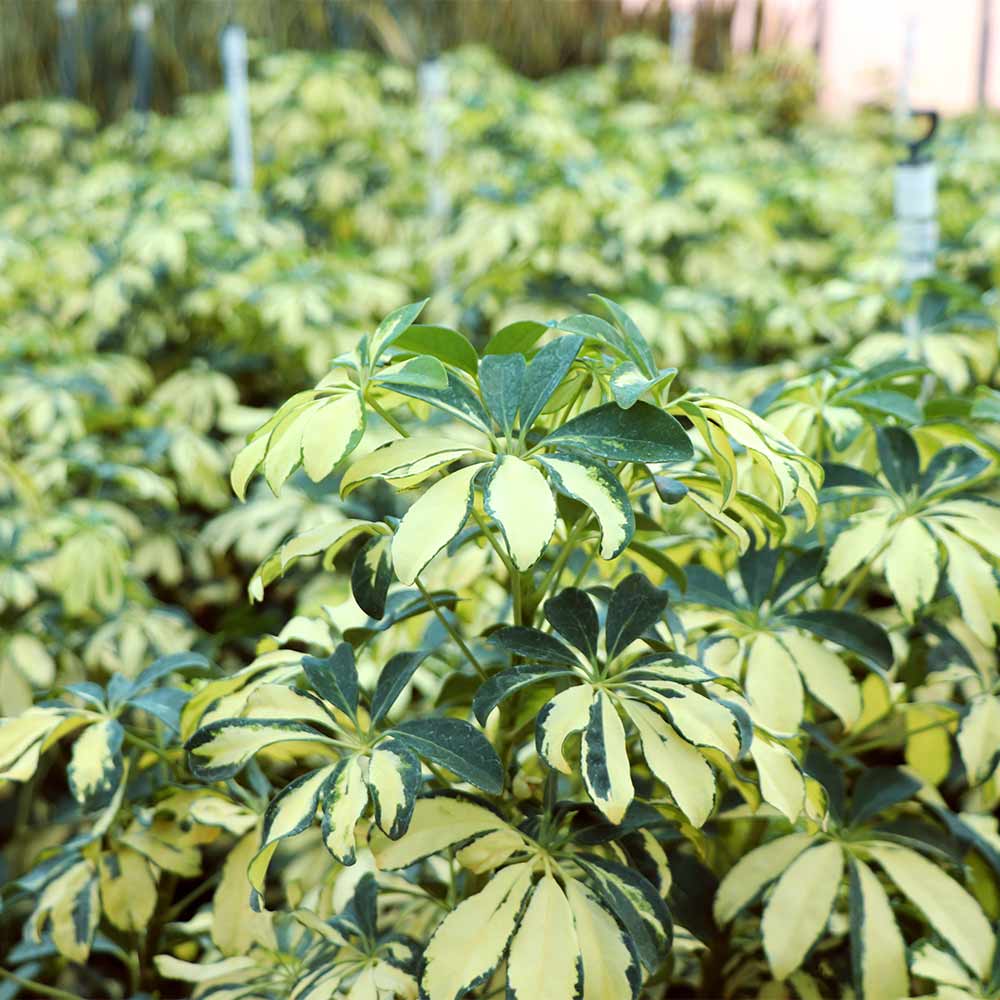 Variegated Dwarf Umbrella Tree 9 Variegated Dwarf Umbrella Tree