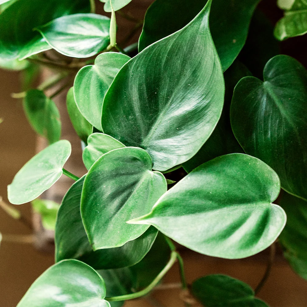 Heart-Leaf Philodendron Plant
