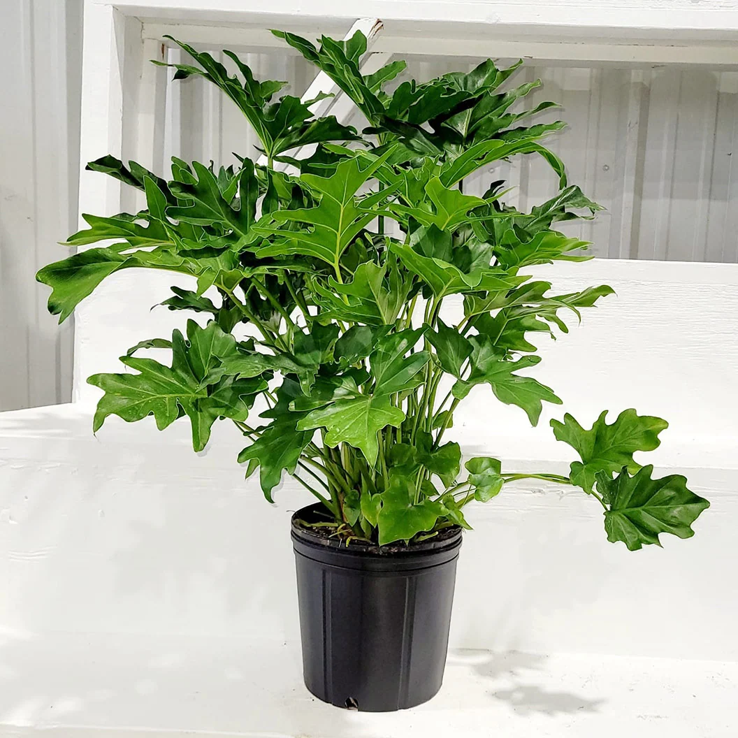 Philodendron Selloum Plant