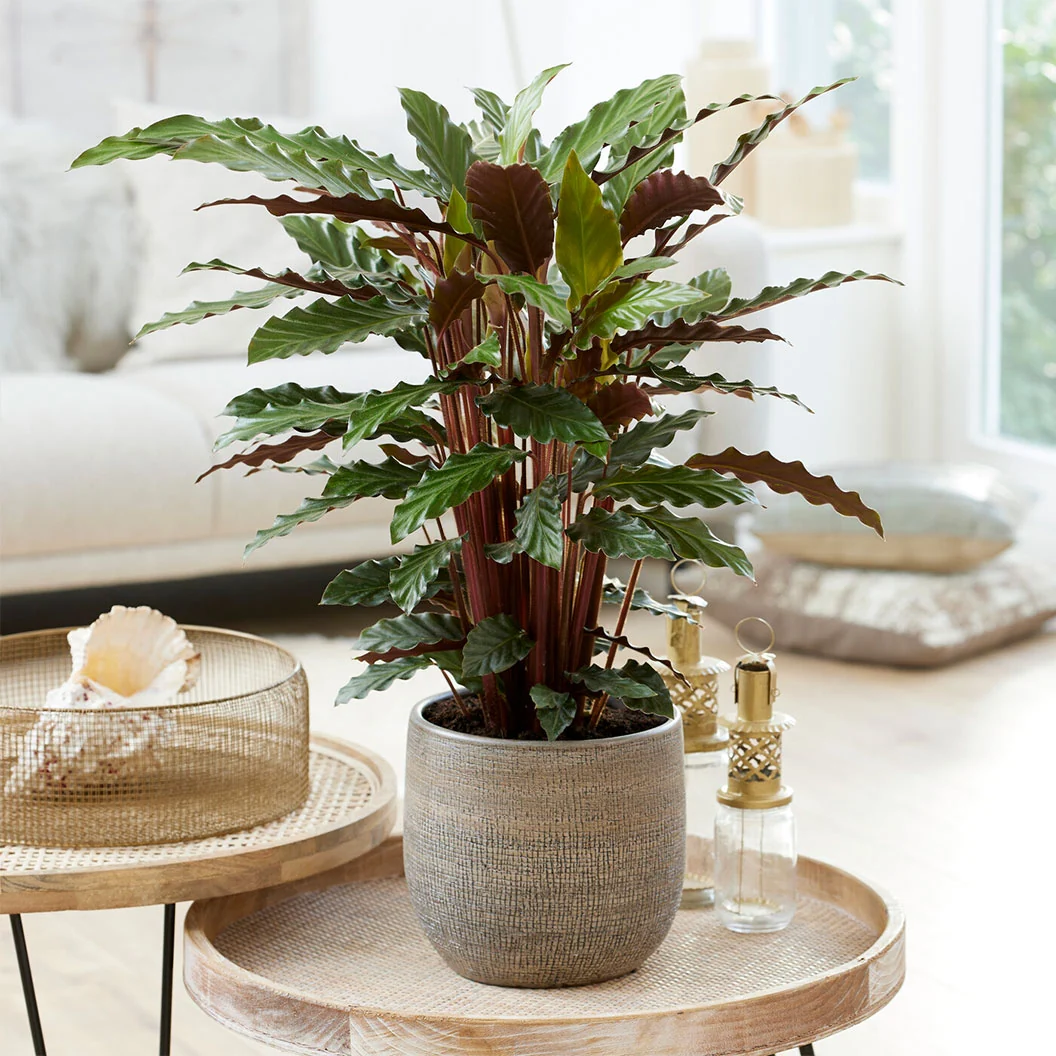 Calathea Rufibarba Plant