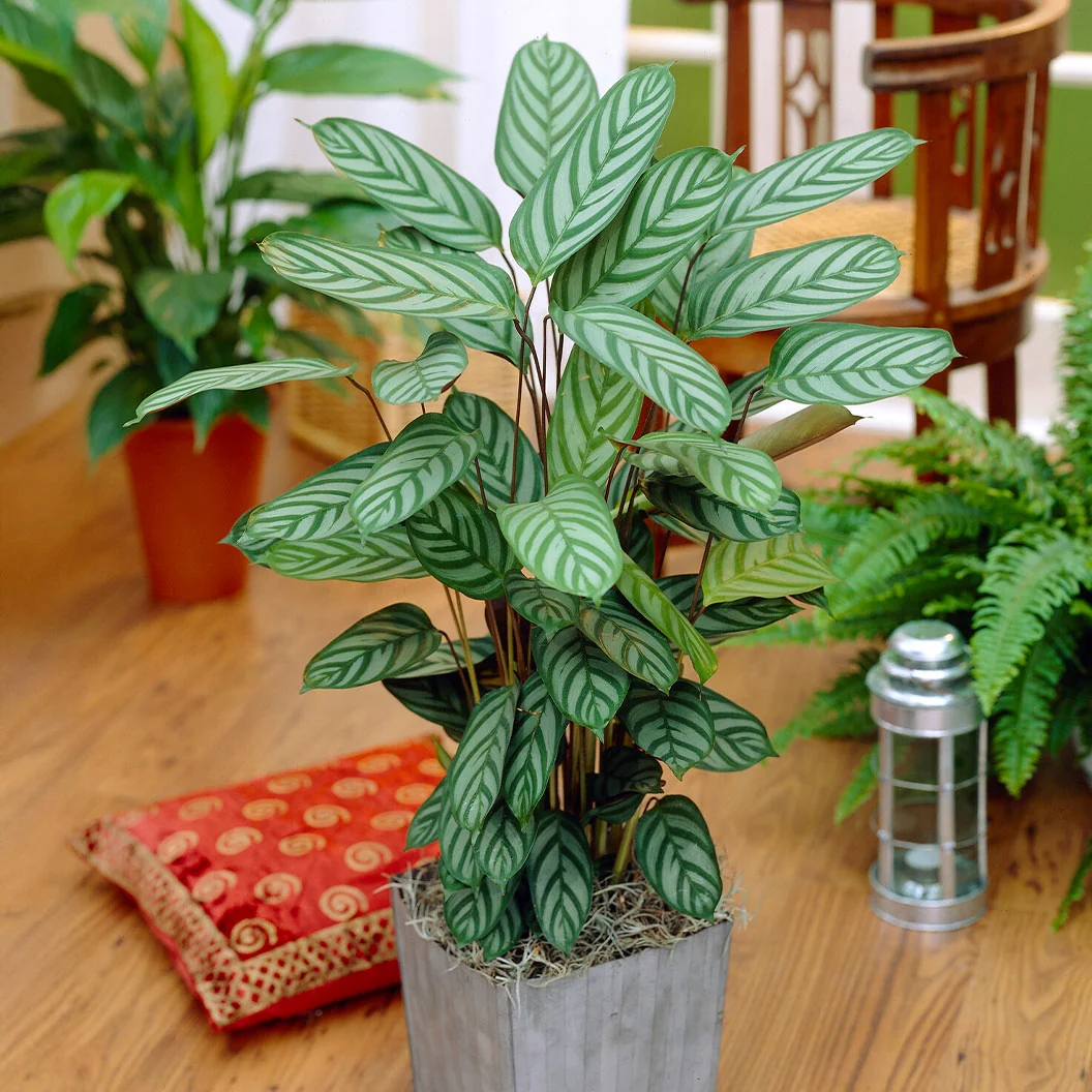 Calathea Setosa Plant 2 Calathea Setosa Plant