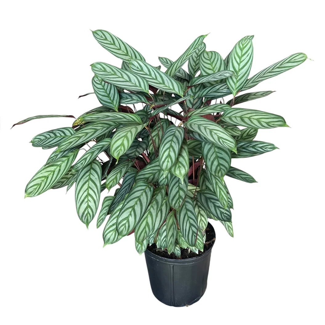 Calathea Setosa Plant 3 Calathea Setosa Plant