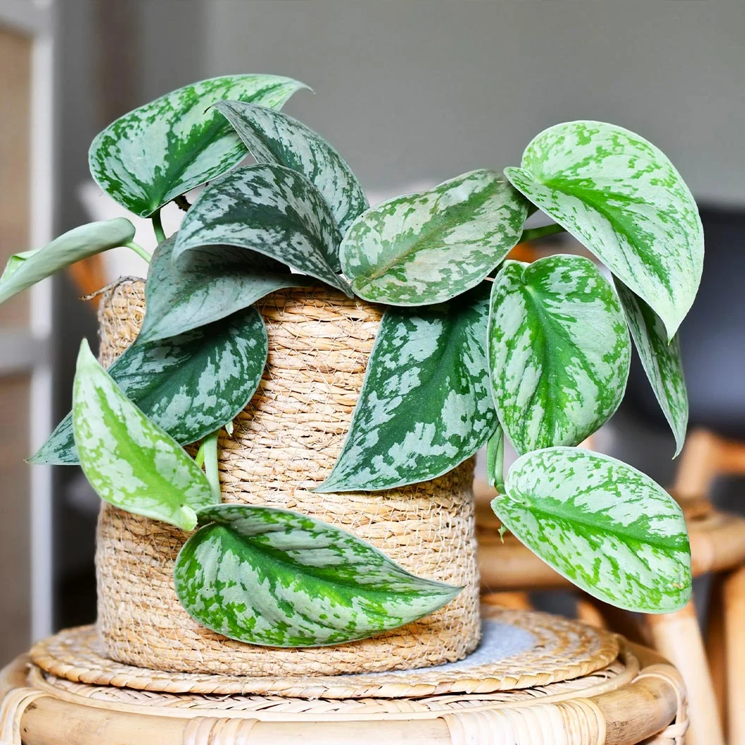Silver Pothos Plant