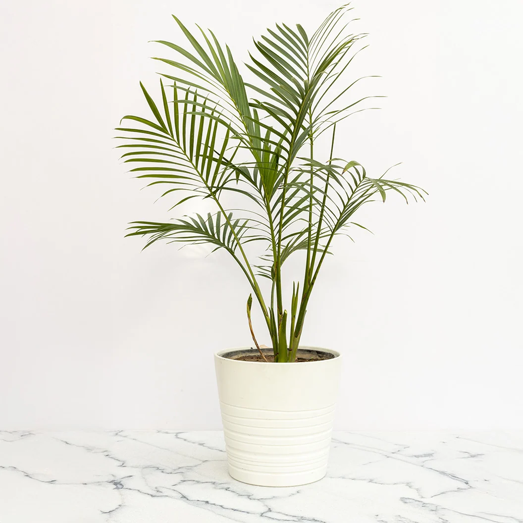 Cat Palm Plant