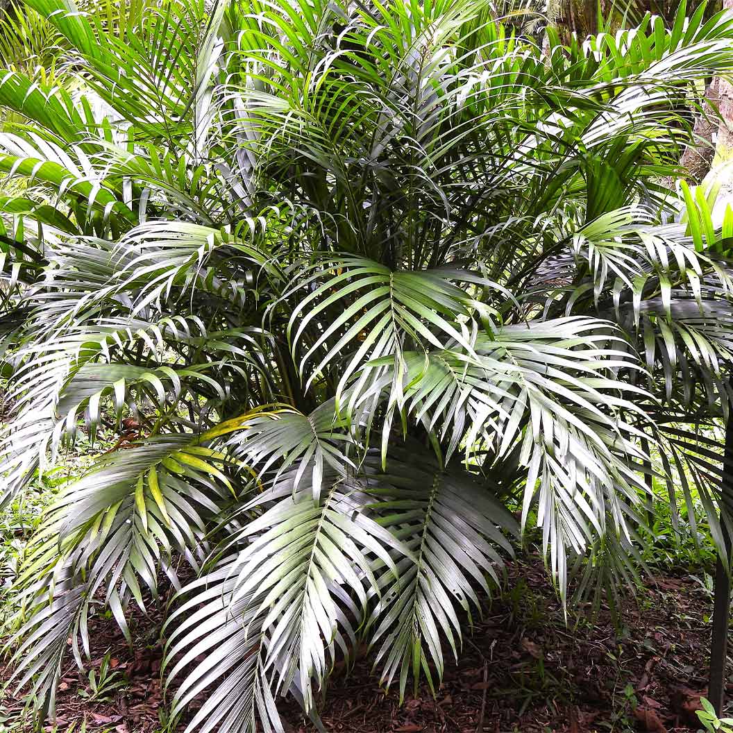 Cat Palm Plant 3 Cat Palm Plant