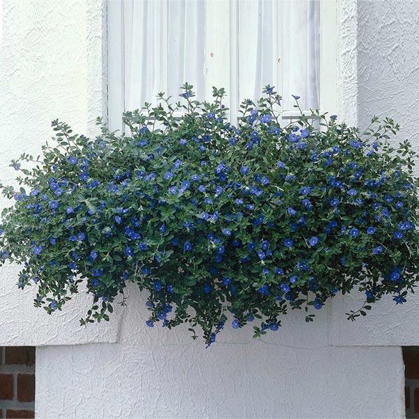 Blue Daze Morning Glory Plant 1 Blue Daze Morning Glory Plant