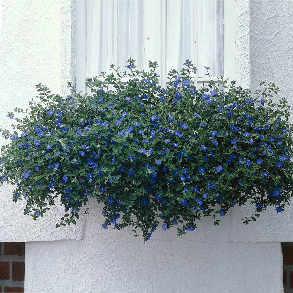 Blue Daze Morning Glory Plant 2 Blue Daze Morning Glory Plant