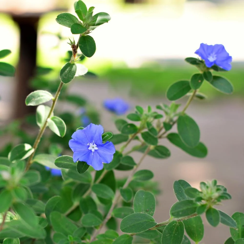 Blue Daze Morning Glory Plant 3 Blue Daze Morning Glory Plant