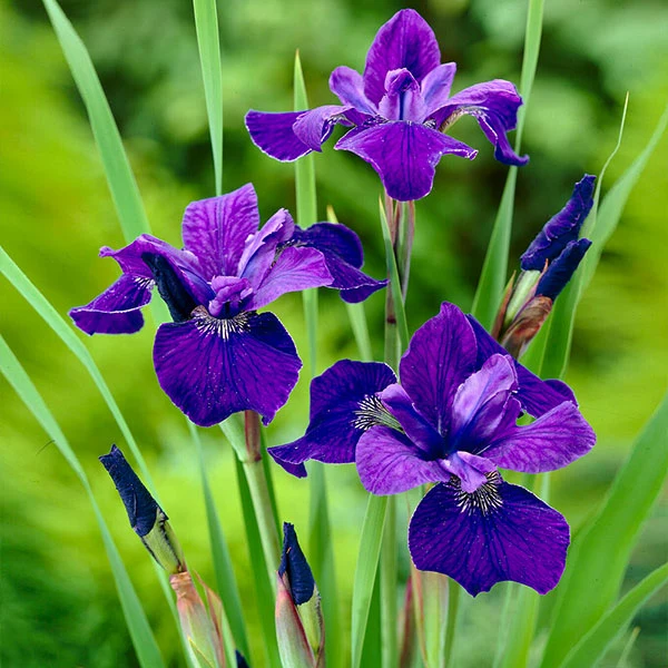Caesar's Brother Siberian Iris Plant 1 Caesar's Brother Siberian Iris Plant