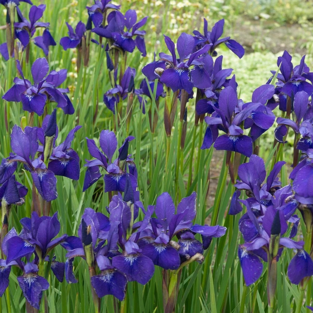 Caesar's Brother Siberian Iris Plant 3 Caesar's Brother Siberian Iris Plant