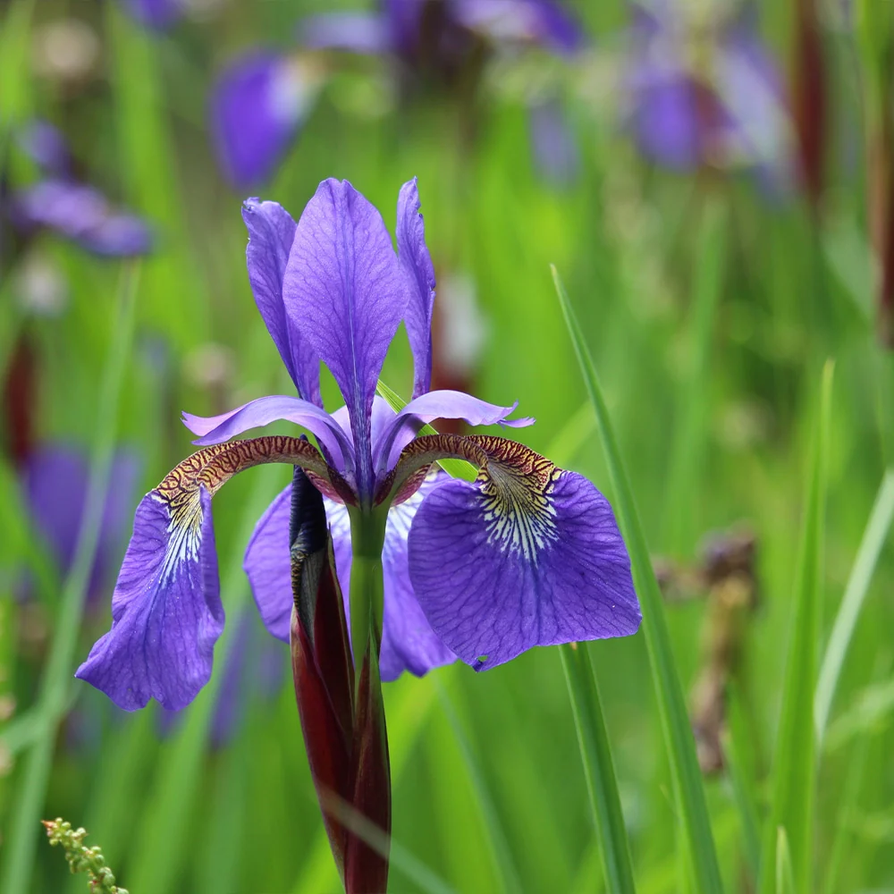 Caesar's Brother Siberian Iris Plant 4 Caesar's Brother Siberian Iris Plant
