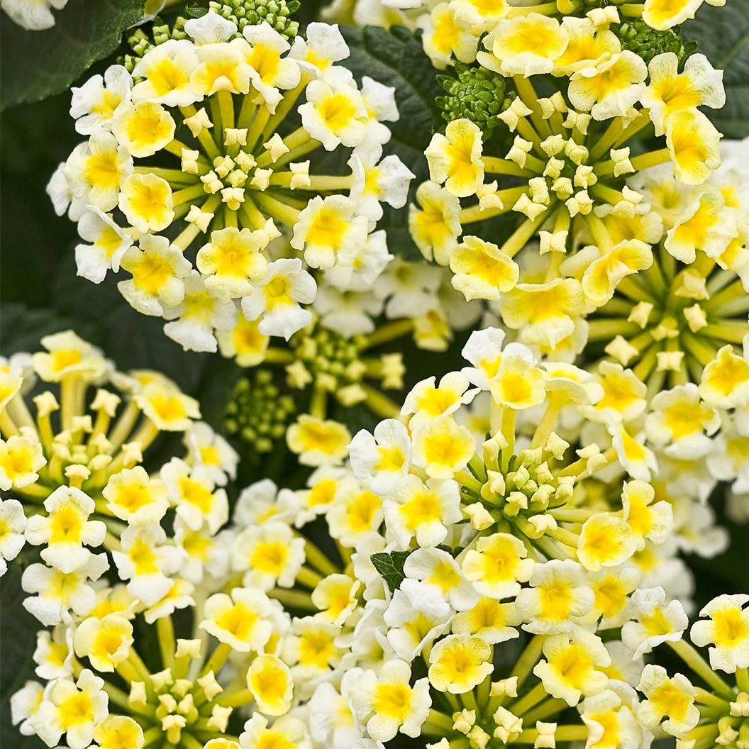 Proven Winners® Luscious® Royale Piña Colada Lantana Plant 1 Proven Winners® Luscious® Royale Piña Colada Lantana Plant