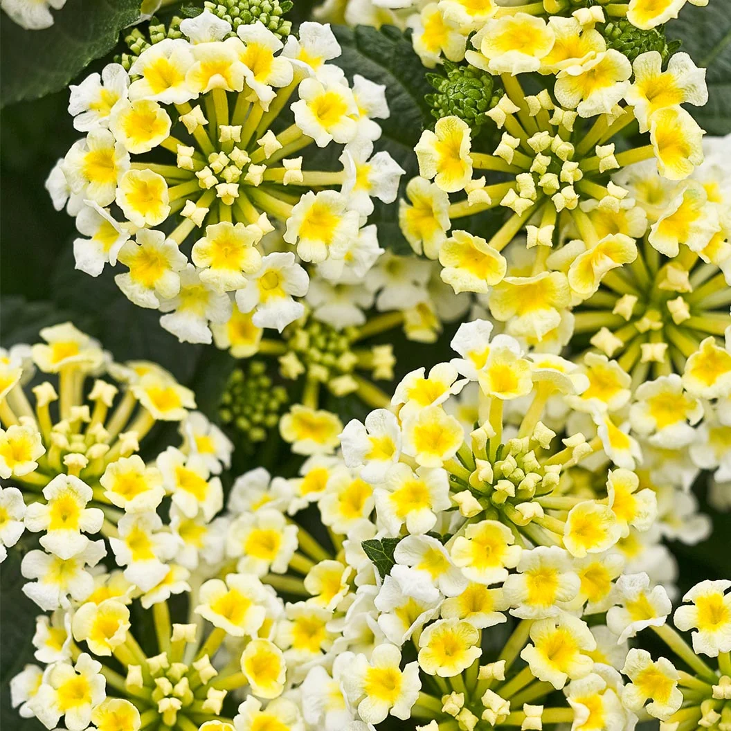 Proven Winners® Luscious® Royale Piña Colada Lantana Plant 2 Proven Winners® Luscious® Royale Piña Colada Lantana Plant