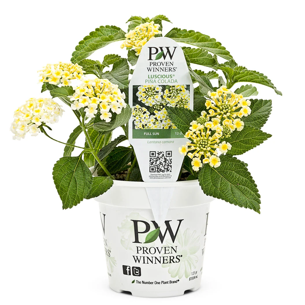 Proven Winners® Luscious® Royale Piña Colada Lantana Plant 3 Proven Winners® Luscious® Royale Piña Colada Lantana Plant