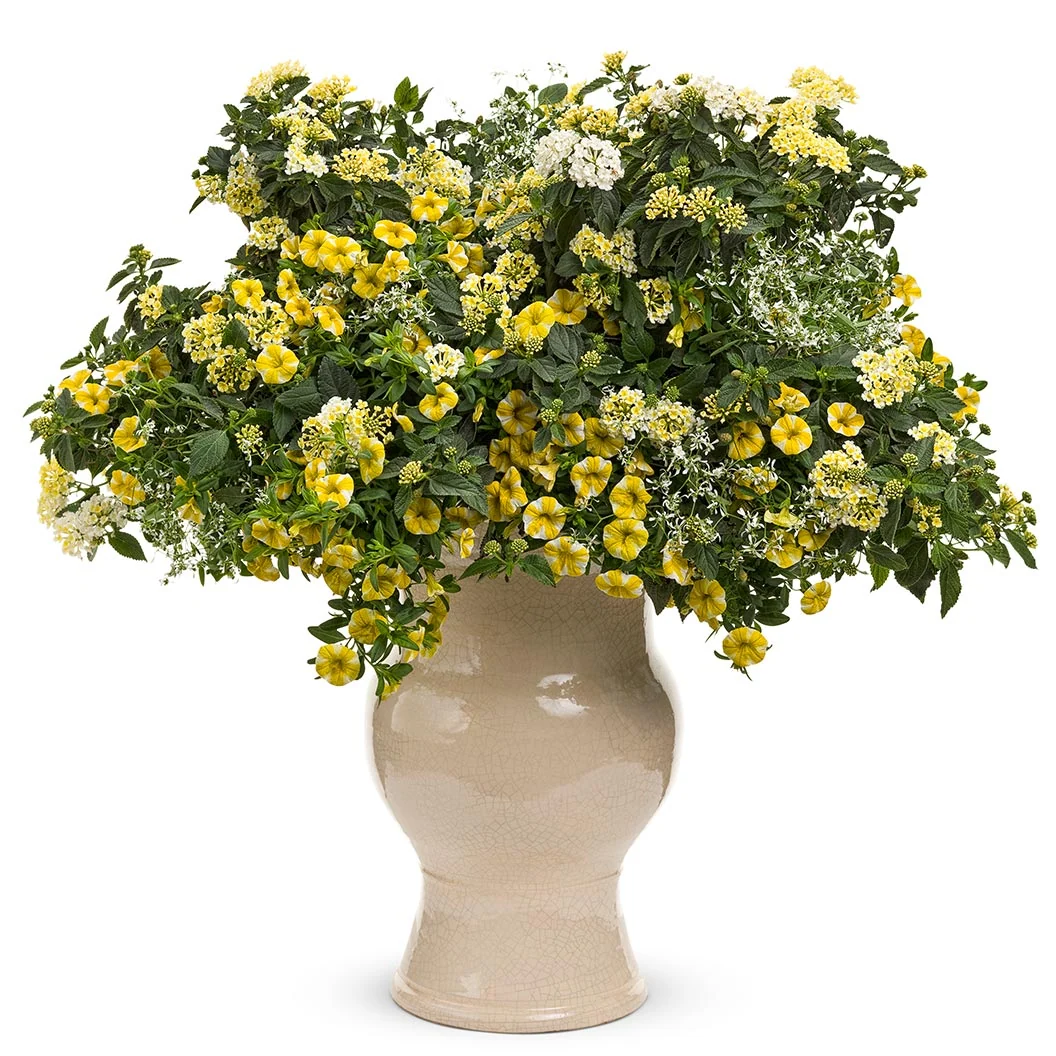 Proven Winners® Luscious® Royale Piña Colada Lantana Plant 4 Proven Winners® Luscious® Royale Piña Colada Lantana Plant