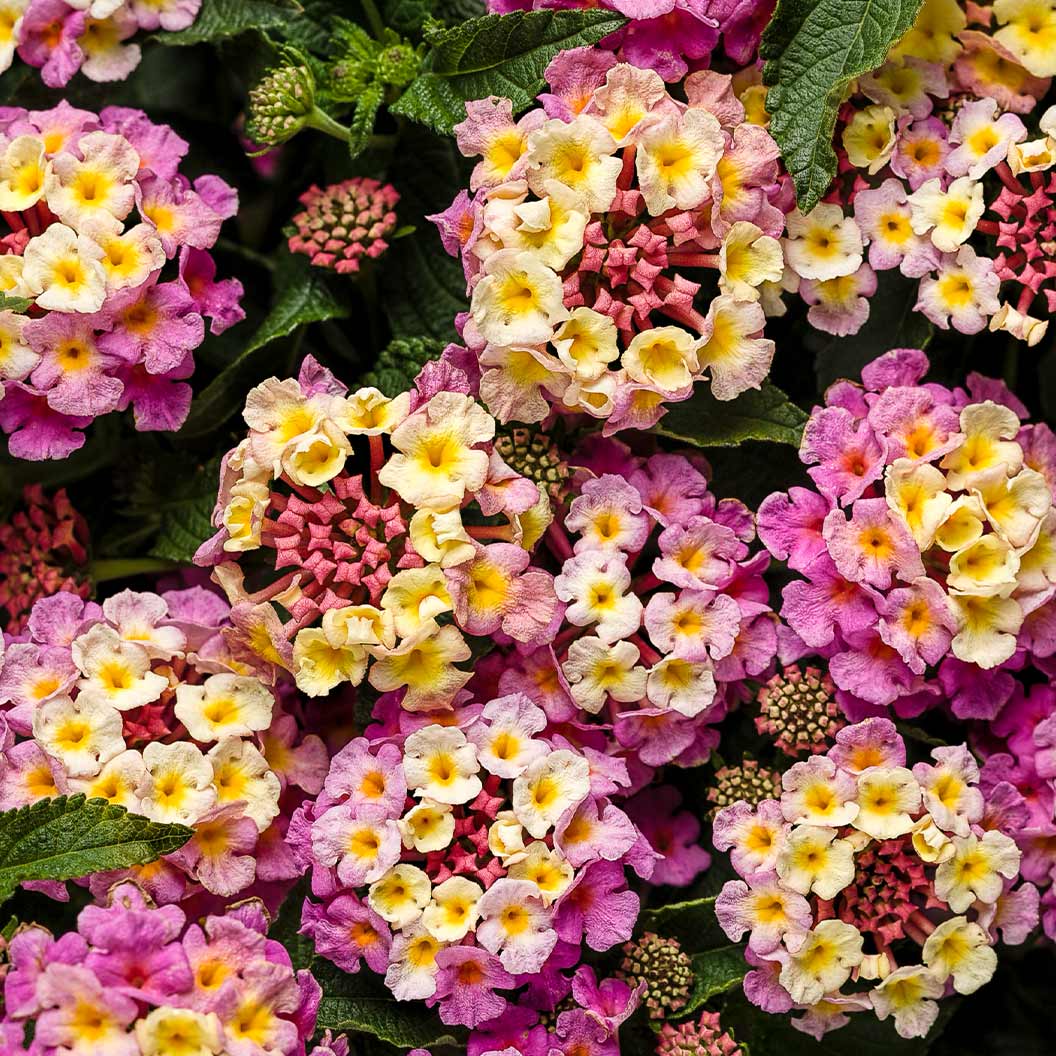 Proven Winners® Luscious® Pinkberry Blend™ Lantana Plant 2 Proven Winners® Luscious® Pinkberry Blend™ Lantana Plant