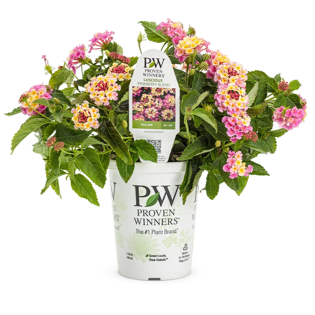 Proven Winners® Luscious® Pinkberry Blend™ Lantana Plant 3 Proven Winners® Luscious® Pinkberry Blend™ Lantana Plant