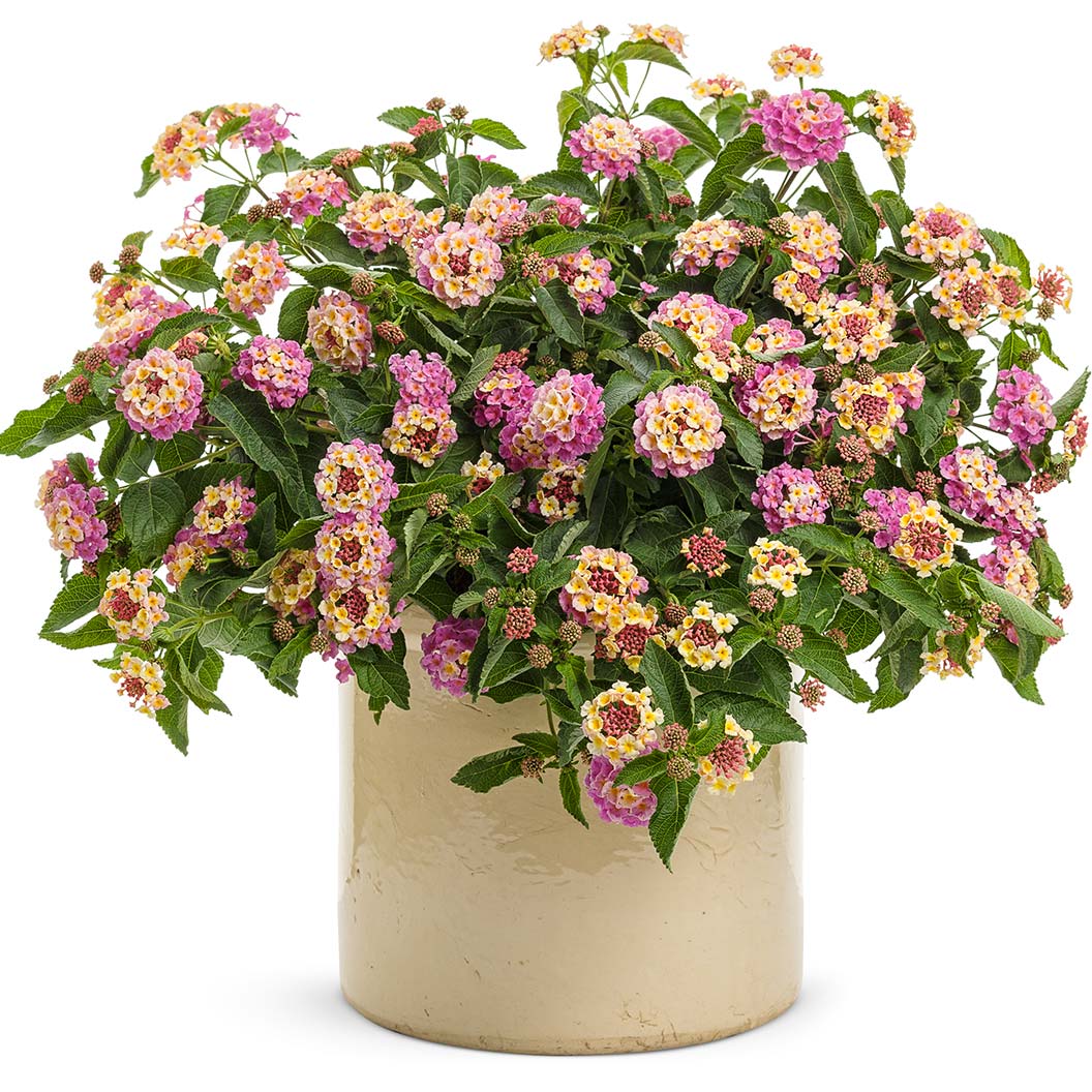 Proven Winners® Luscious® Pinkberry Blend™ Lantana Plant 4 Proven Winners® Luscious® Pinkberry Blend™ Lantana Plant