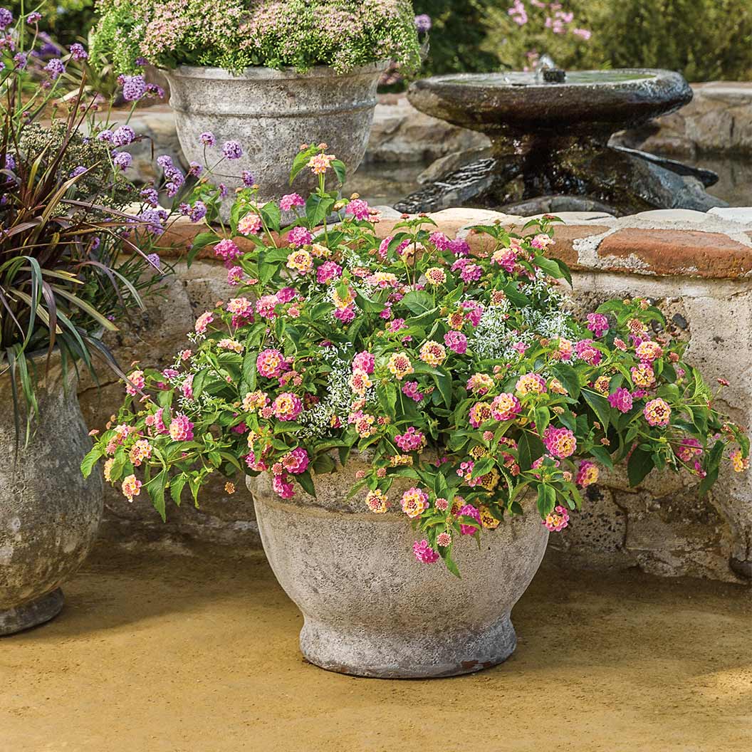 Proven Winners® Luscious® Pinkberry Blend™ Lantana Plant 5 Proven Winners® Luscious® Pinkberry Blend™ Lantana Plant