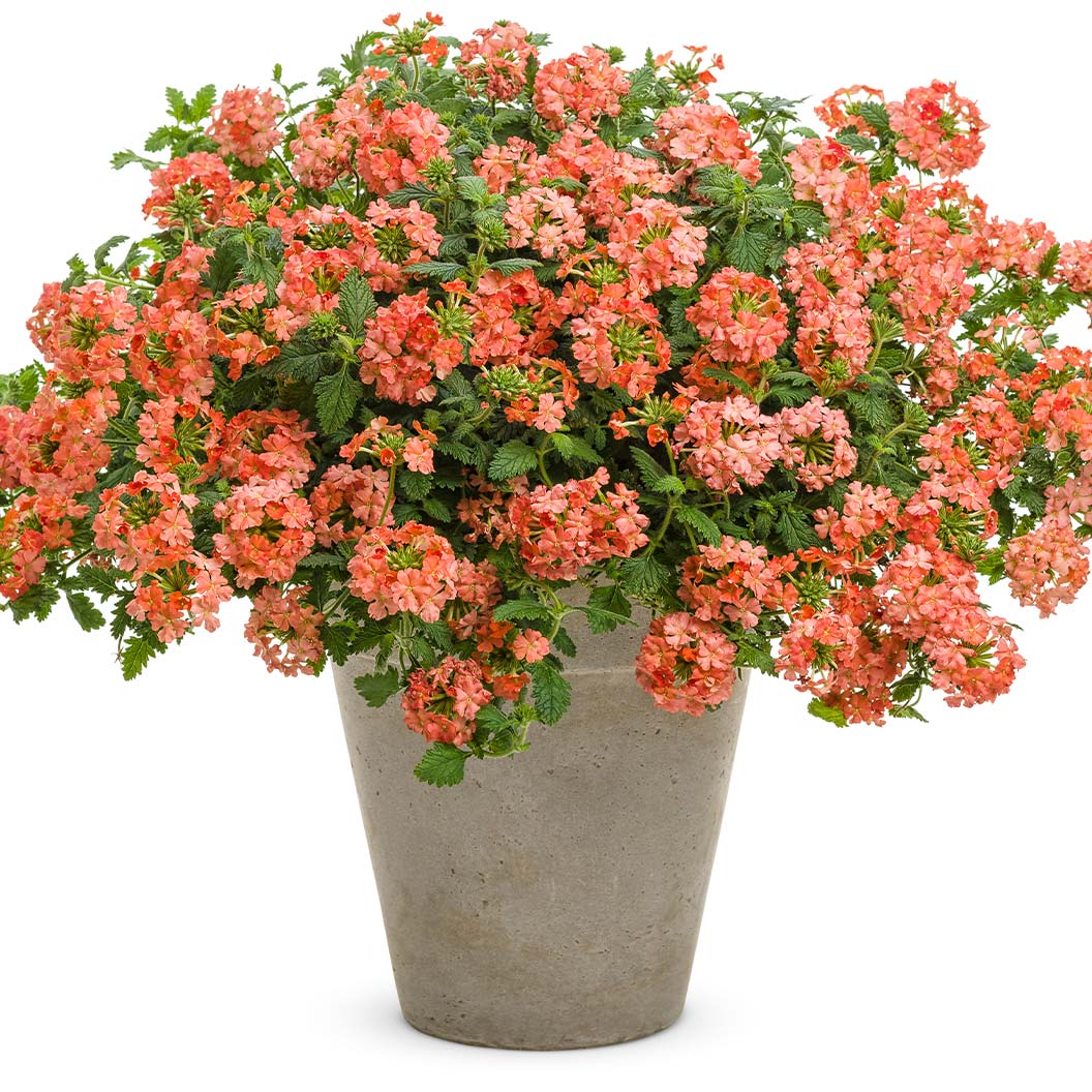 Proven Winners® Superbena Royale® Peachy Keen Verbena Plant 1 Proven Winners® Superbena Royale® Peachy Keen Verbena Plant