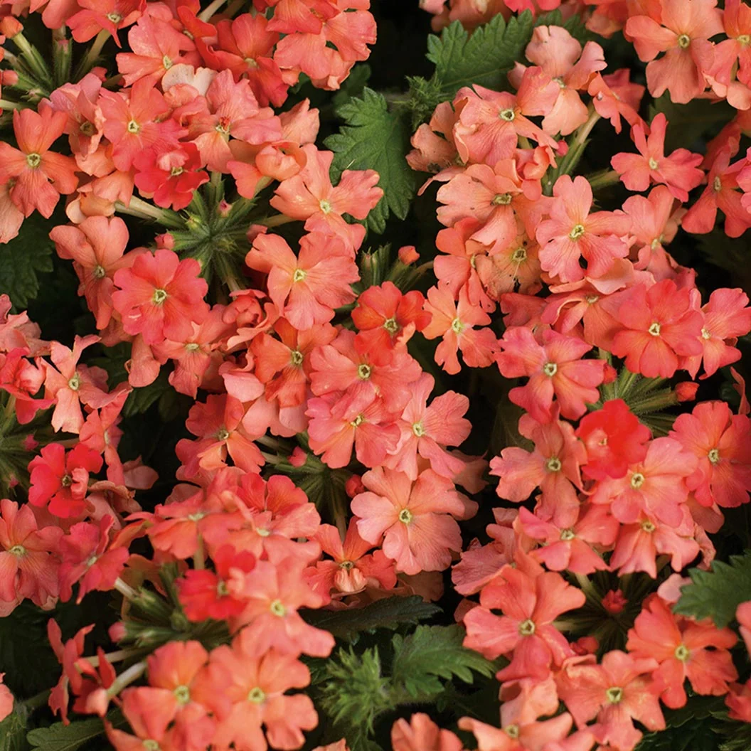 Proven Winners® Superbena Royale® Peachy Keen Verbena Plant 3 Proven Winners® Superbena Royale® Peachy Keen Verbena Plant