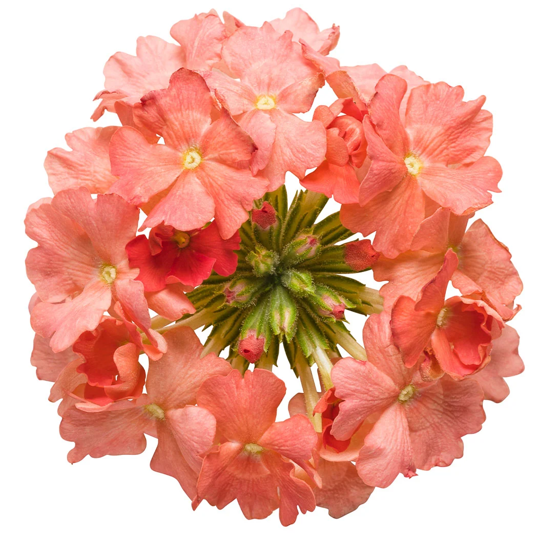 Proven Winners® Superbena Royale® Peachy Keen Verbena Plant 4 Proven Winners® Superbena Royale® Peachy Keen Verbena Plant