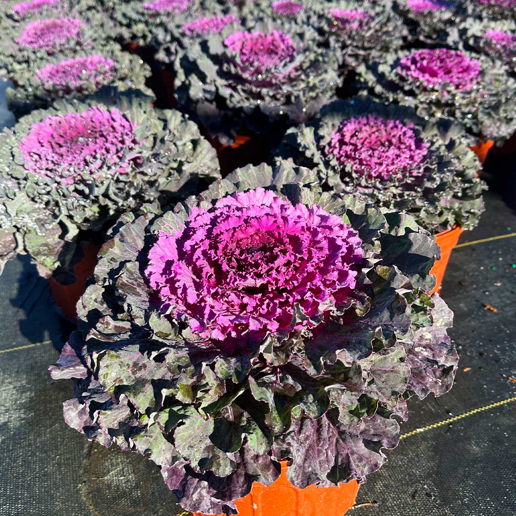 Osaka Red Ornamental Cabbage Plant 1 Osaka Red Ornamental Cabbage Plant