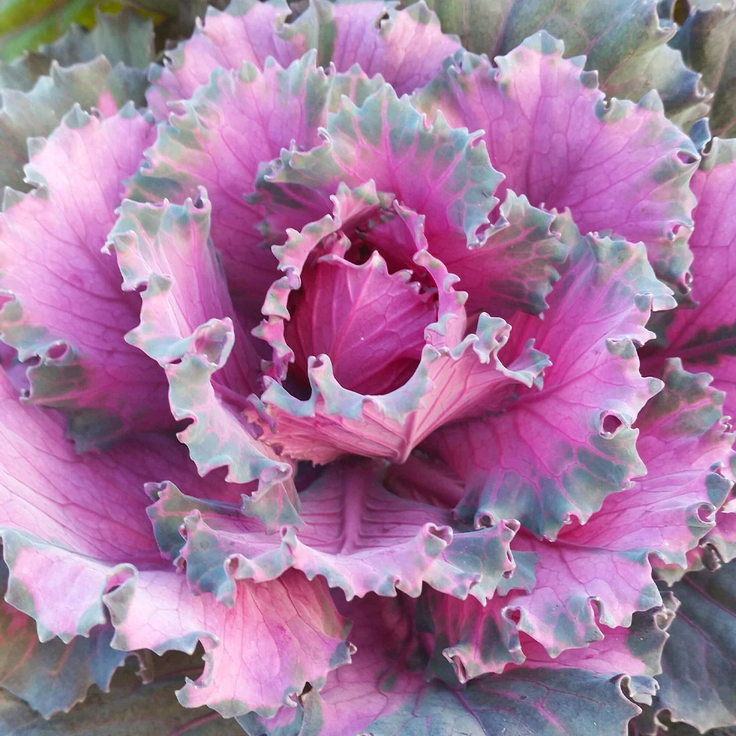 Osaka Red Ornamental Cabbage Plant 3 Osaka Red Ornamental Cabbage Plant