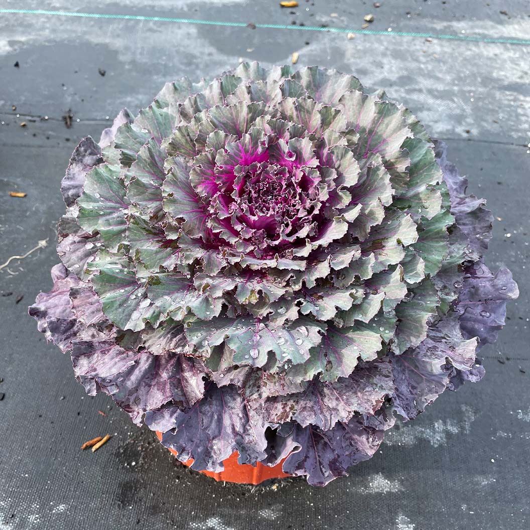 Osaka Red Ornamental Cabbage Plant 4 Osaka Red Ornamental Cabbage Plant