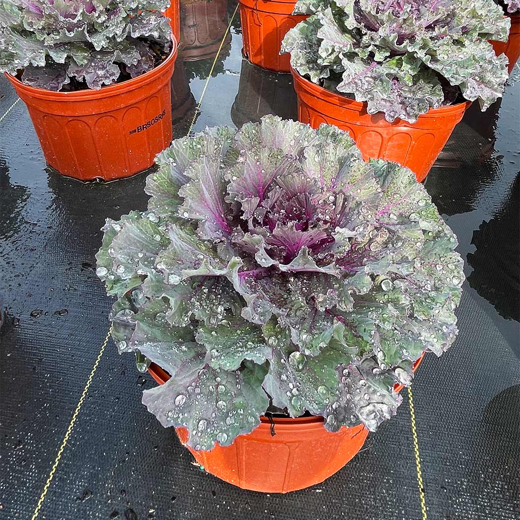 Osaka Red Ornamental Cabbage Plant 5 Osaka Red Ornamental Cabbage Plant
