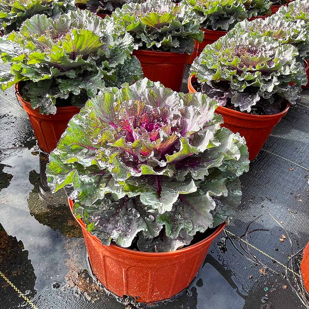 Osaka Red Ornamental Cabbage Plant 6 Osaka Red Ornamental Cabbage Plant