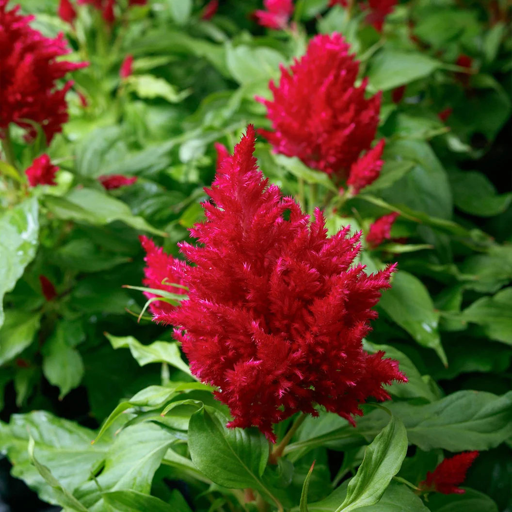 Flamma Rose Celosia Plant 2 Flamma Rose Celosia Plant