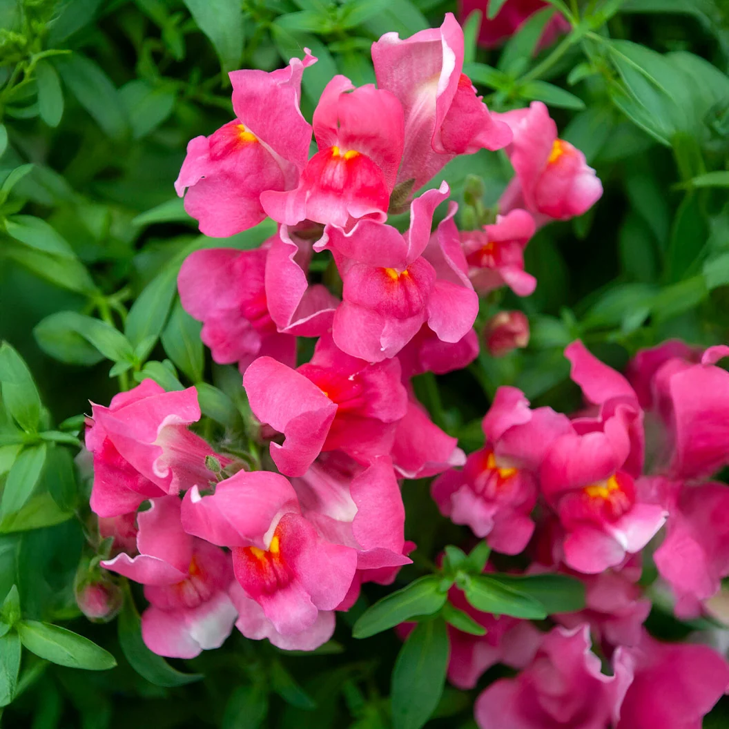 Candy Showers Rose Snapdragon Plant 1 Candy Showers Rose Snapdragon Plant