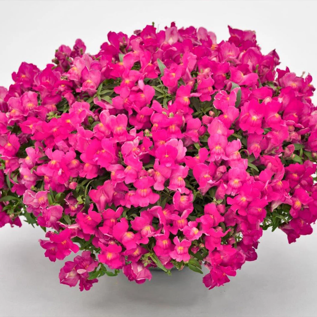 Candy Showers Rose Snapdragon Plant 3 Candy Showers Rose Snapdragon Plant
