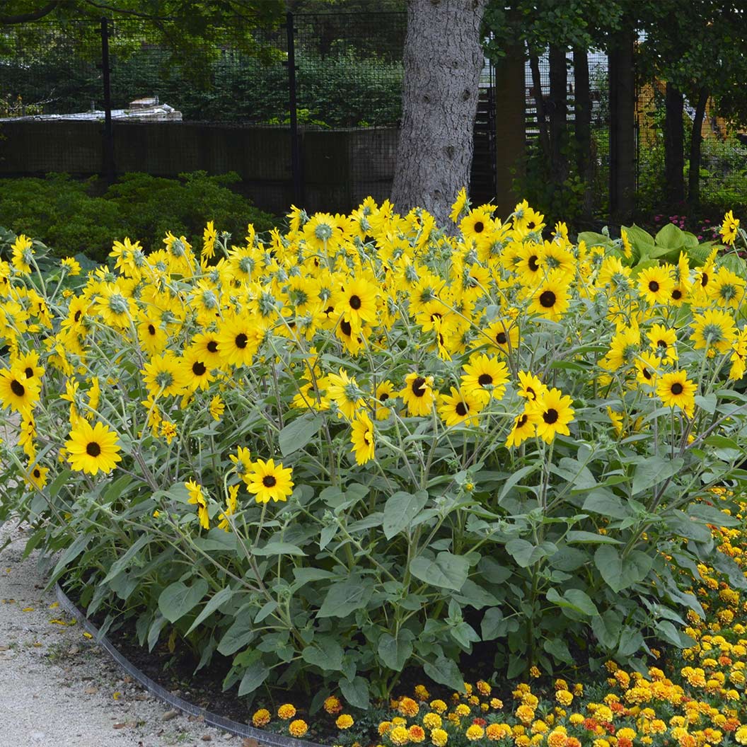 Sunfinity® Single Yellow Sunflower Plant 1 Sunfinity® Single Yellow Sunflower Plant
