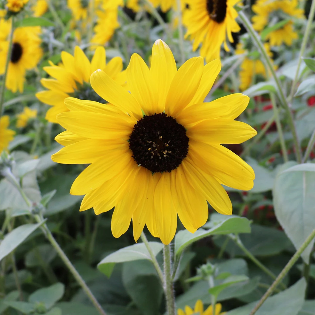 Sunfinity® Single Yellow Sunflower Plant 3 Sunfinity® Single Yellow Sunflower Plant