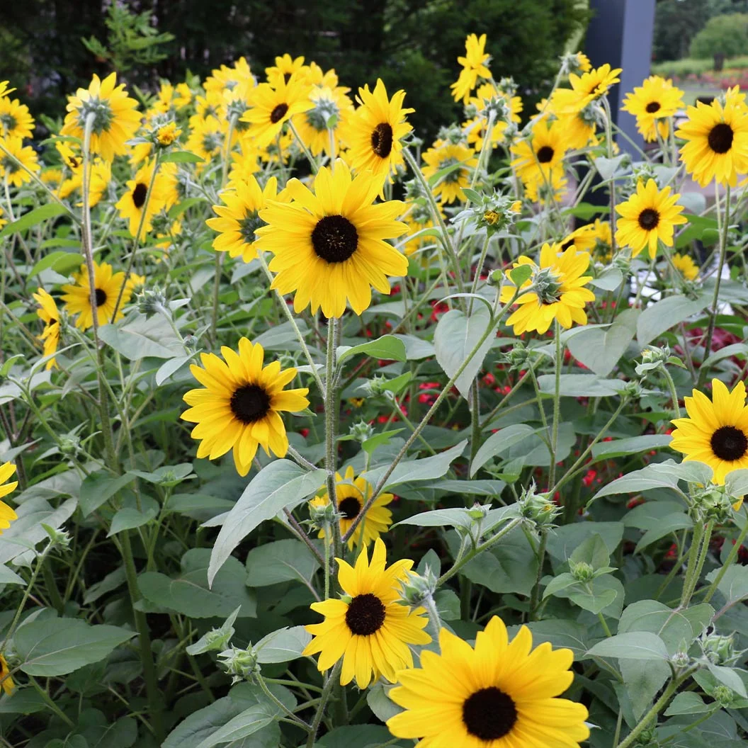 Sunfinity® Single Yellow Sunflower Plant 4 Sunfinity® Single Yellow Sunflower Plant