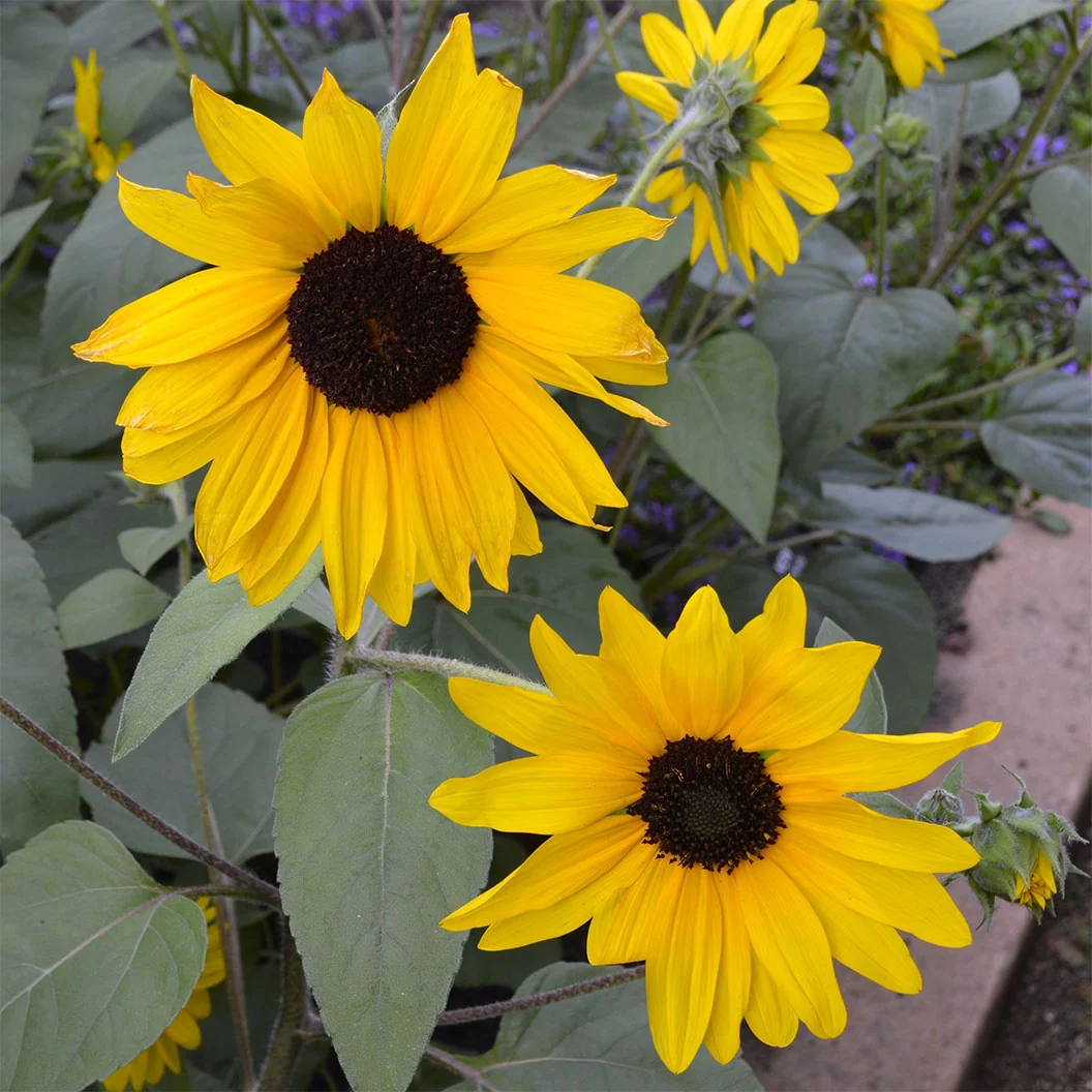 Sunfinity® Single Yellow Sunflower Plant 5 Sunfinity® Single Yellow Sunflower Plant