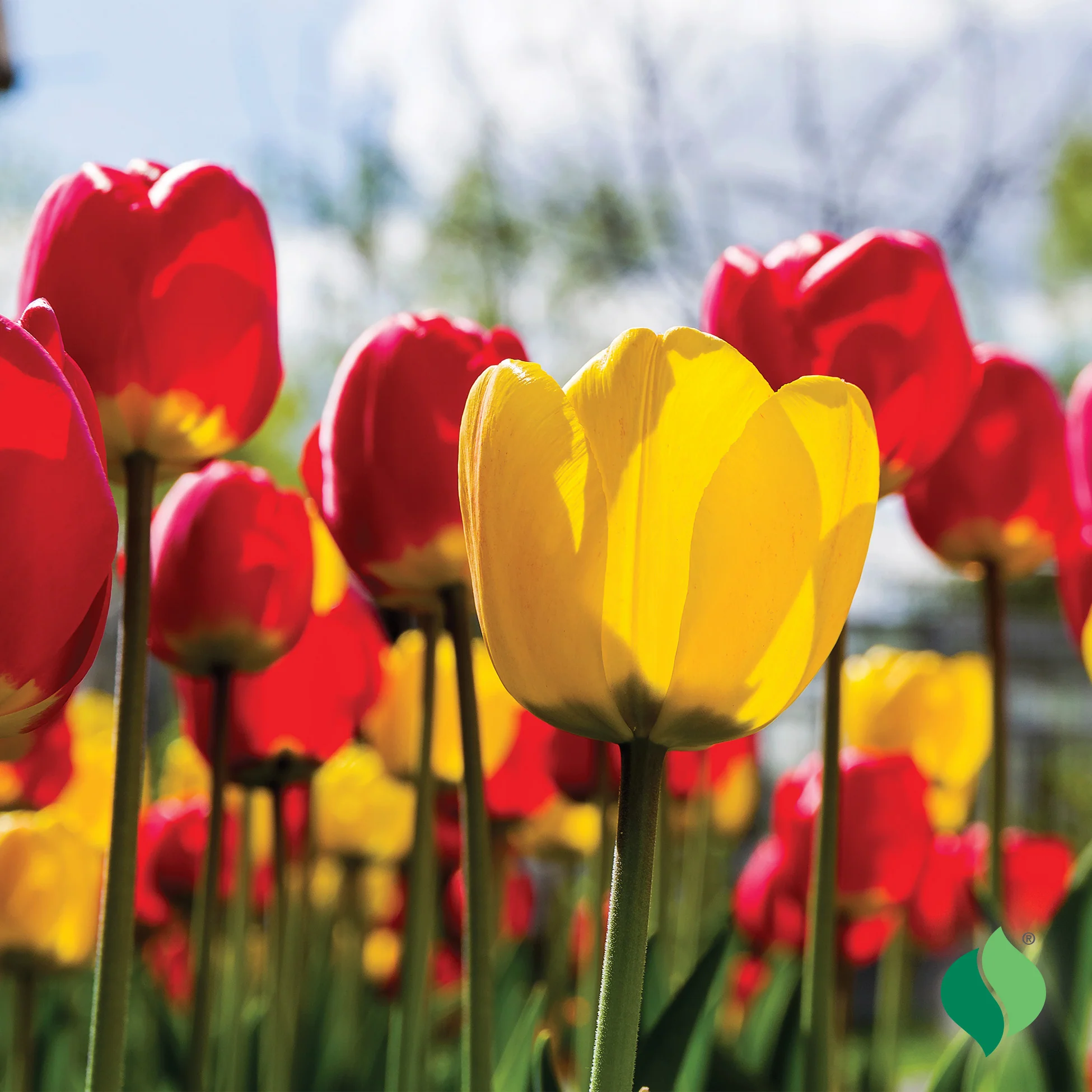 Classic Mix Tulip Bulbs 1 Classic Mix Tulip Bulbs