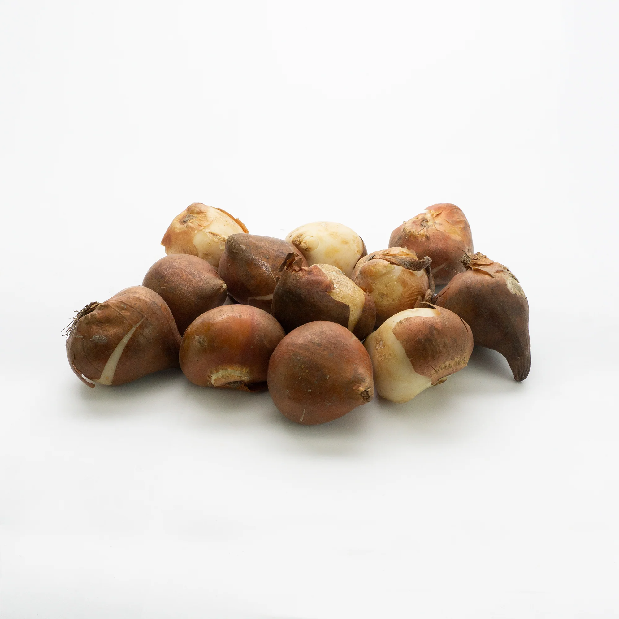 Classic Mix Tulip Bulbs 3 Classic Mix Tulip Bulbs