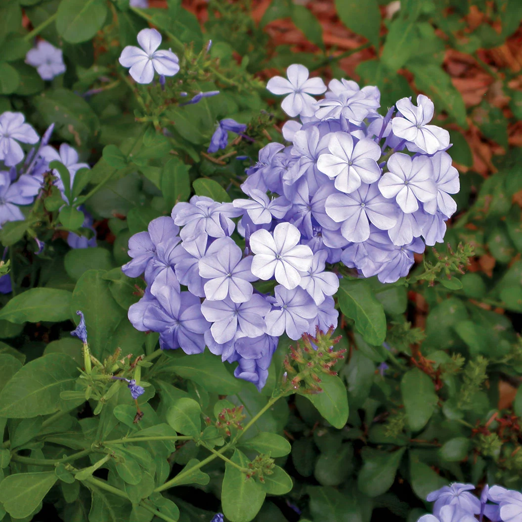 Cape Plumbago Shrub 2 Cape Plumbago Shrub