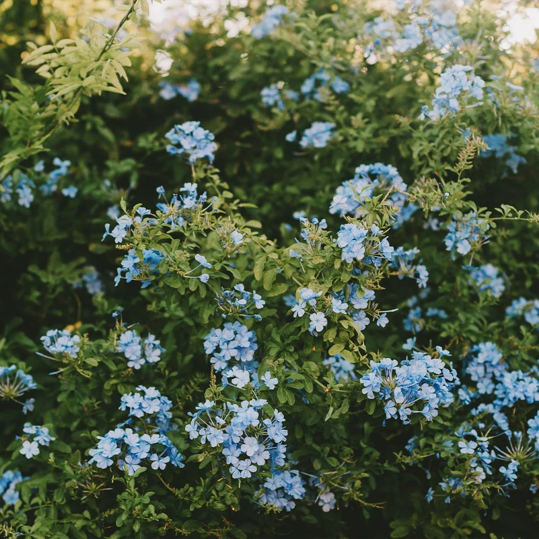 Cape Plumbago Shrub 3 Cape Plumbago Shrub