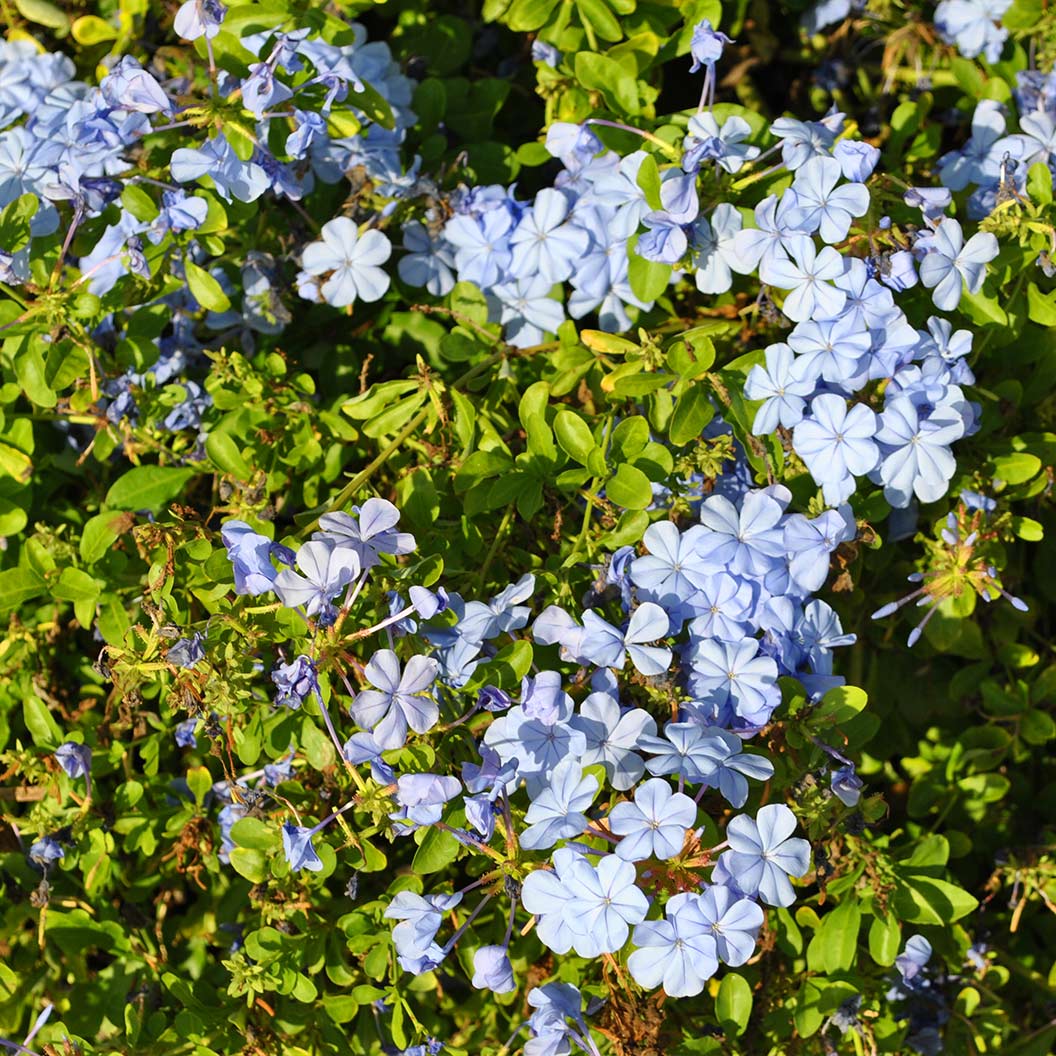 Cape Plumbago Shrub 4 Cape Plumbago Shrub