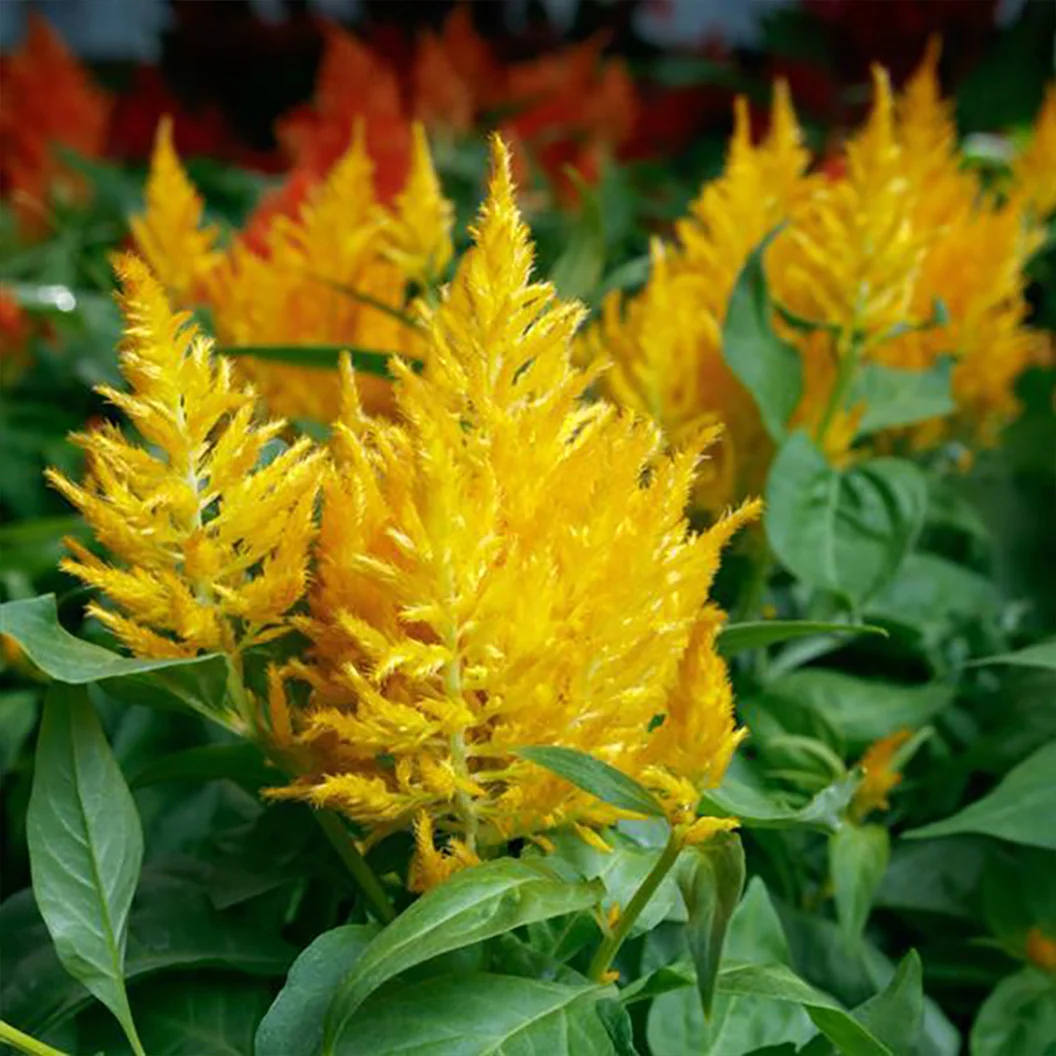 Flamma Golden Celosia Plant 1 Flamma Golden Celosia Plant