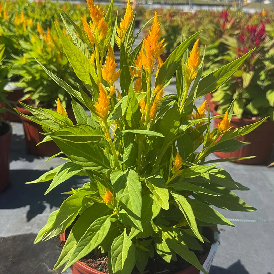 Flamma Golden Celosia Plant 3 Flamma Golden Celosia Plant